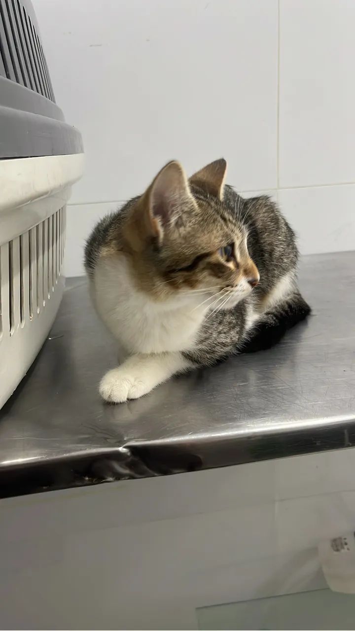 Gatinha castrada adoção  - Foto 2