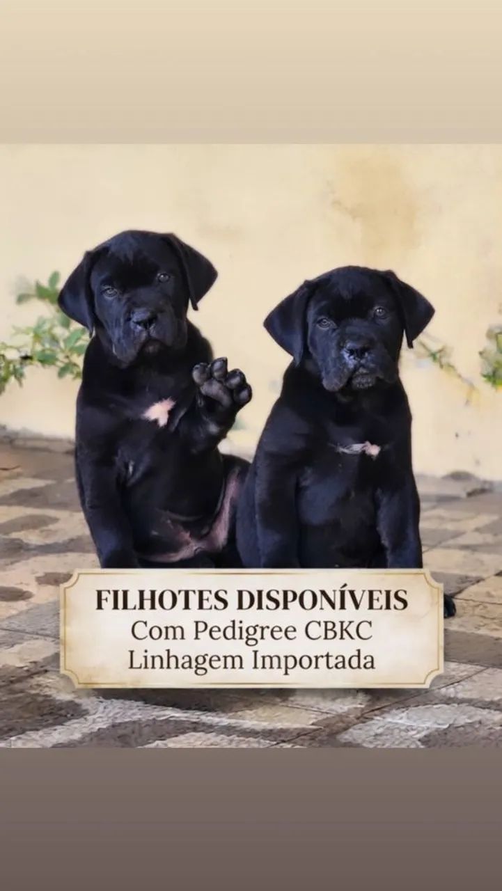 Cane corso  - Foto 2