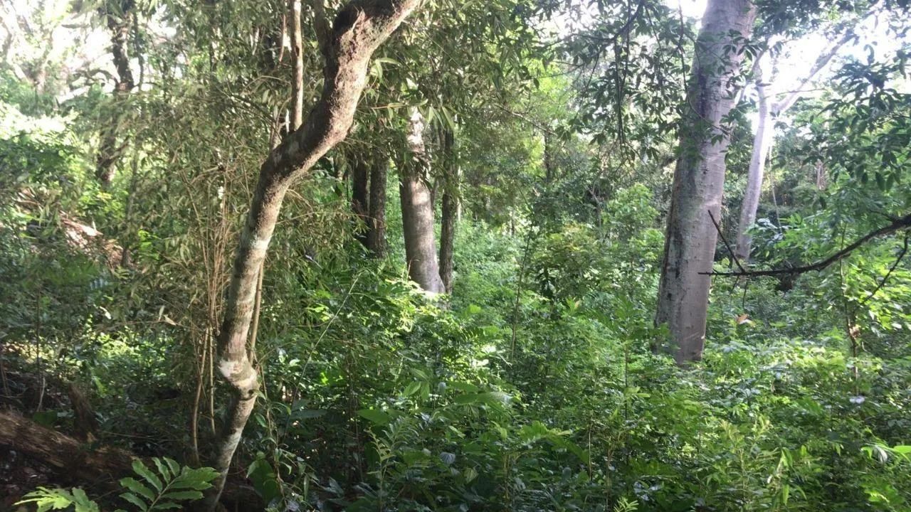 Terreno para Venda em Florianópolis, Sambaqui - Foto 4