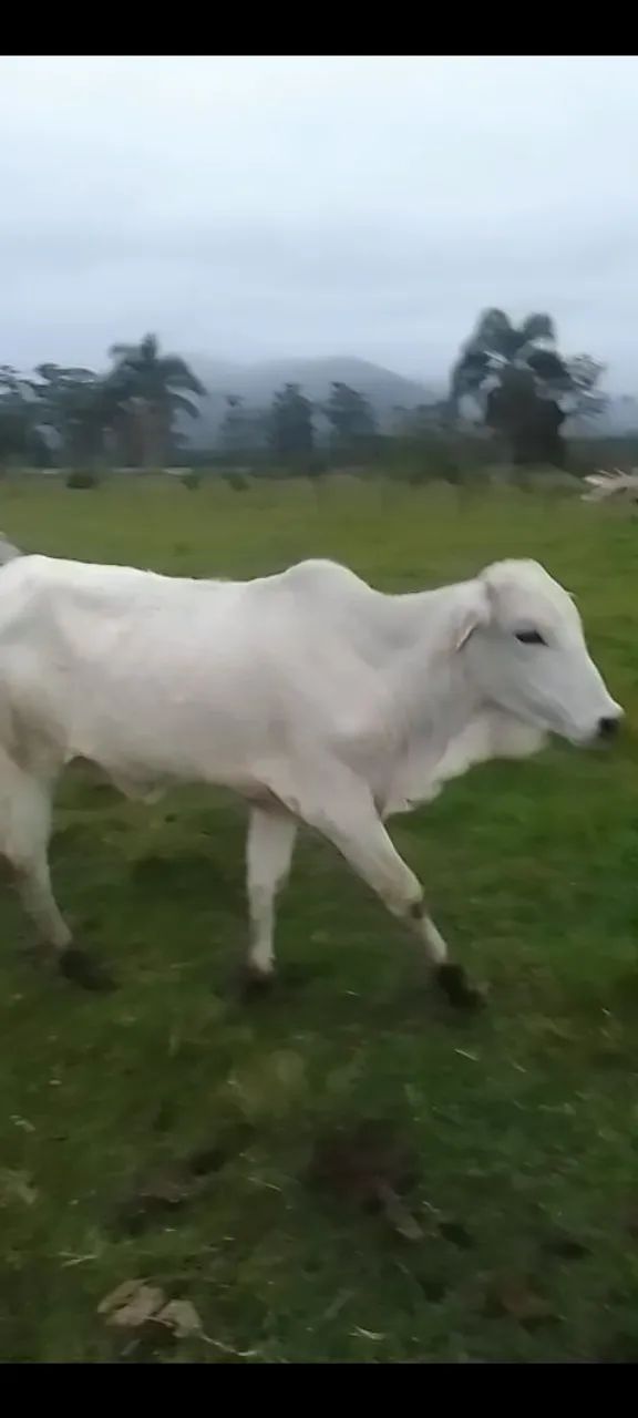 Gado a venda - Foto 2