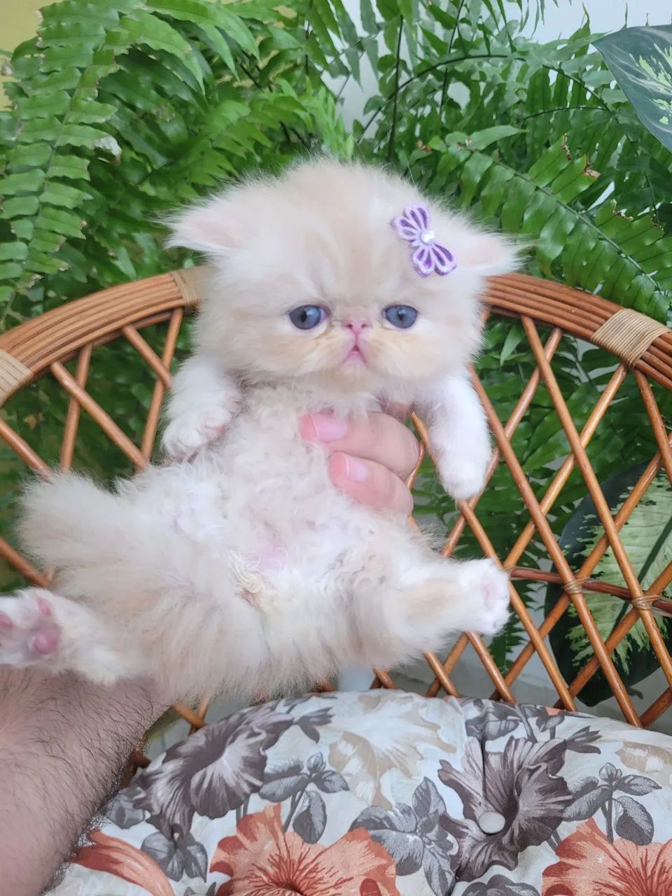 Gata Persa - Foto 2