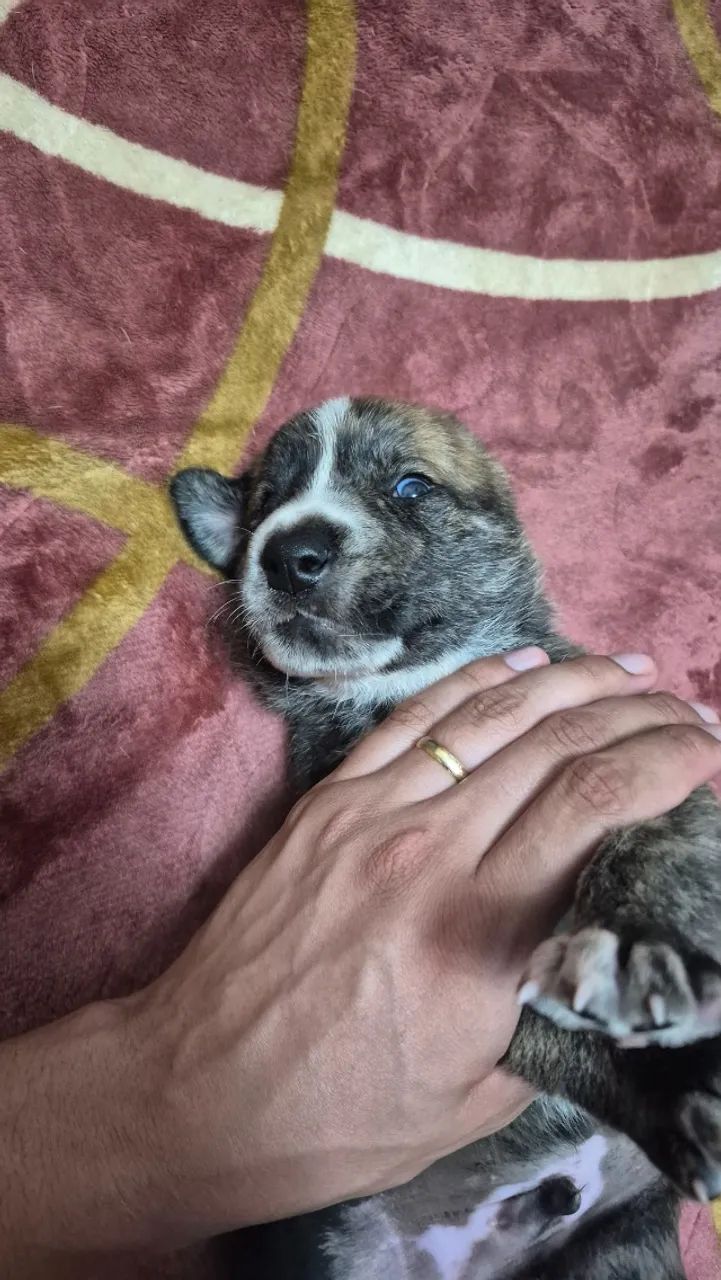 Cachorrinhos  - Foto 3
