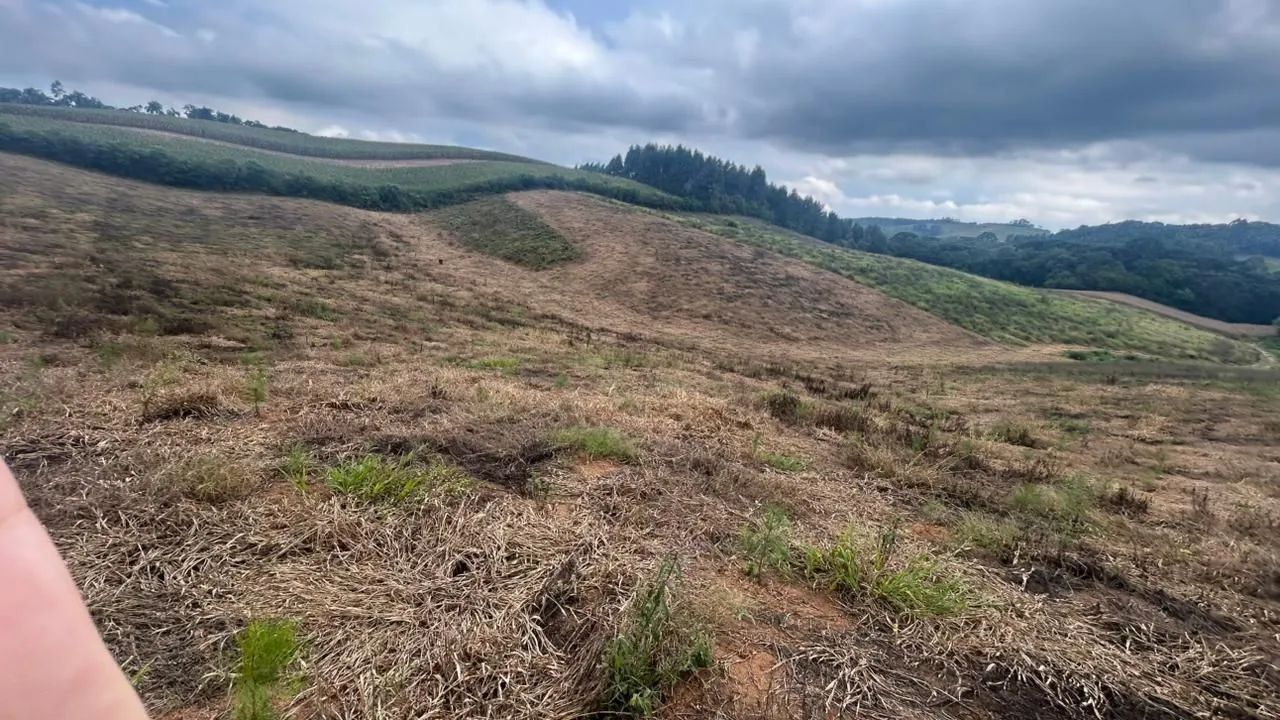 Terreno com Pinus em Agudos do Sul