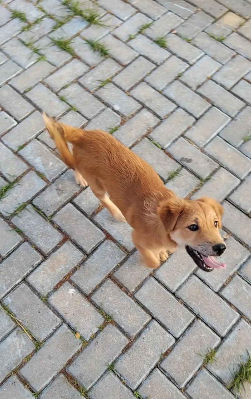 Doação de cachorro  - Foto 3