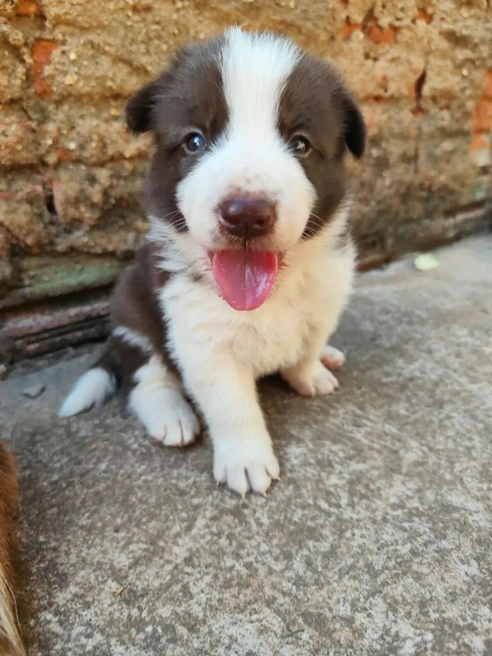 Border collie MACHO - Foto 3