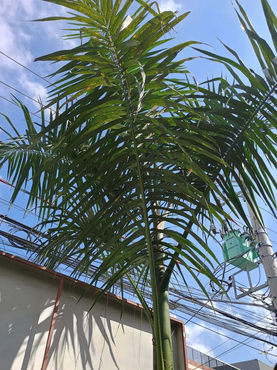 Vendo palmeira imperial