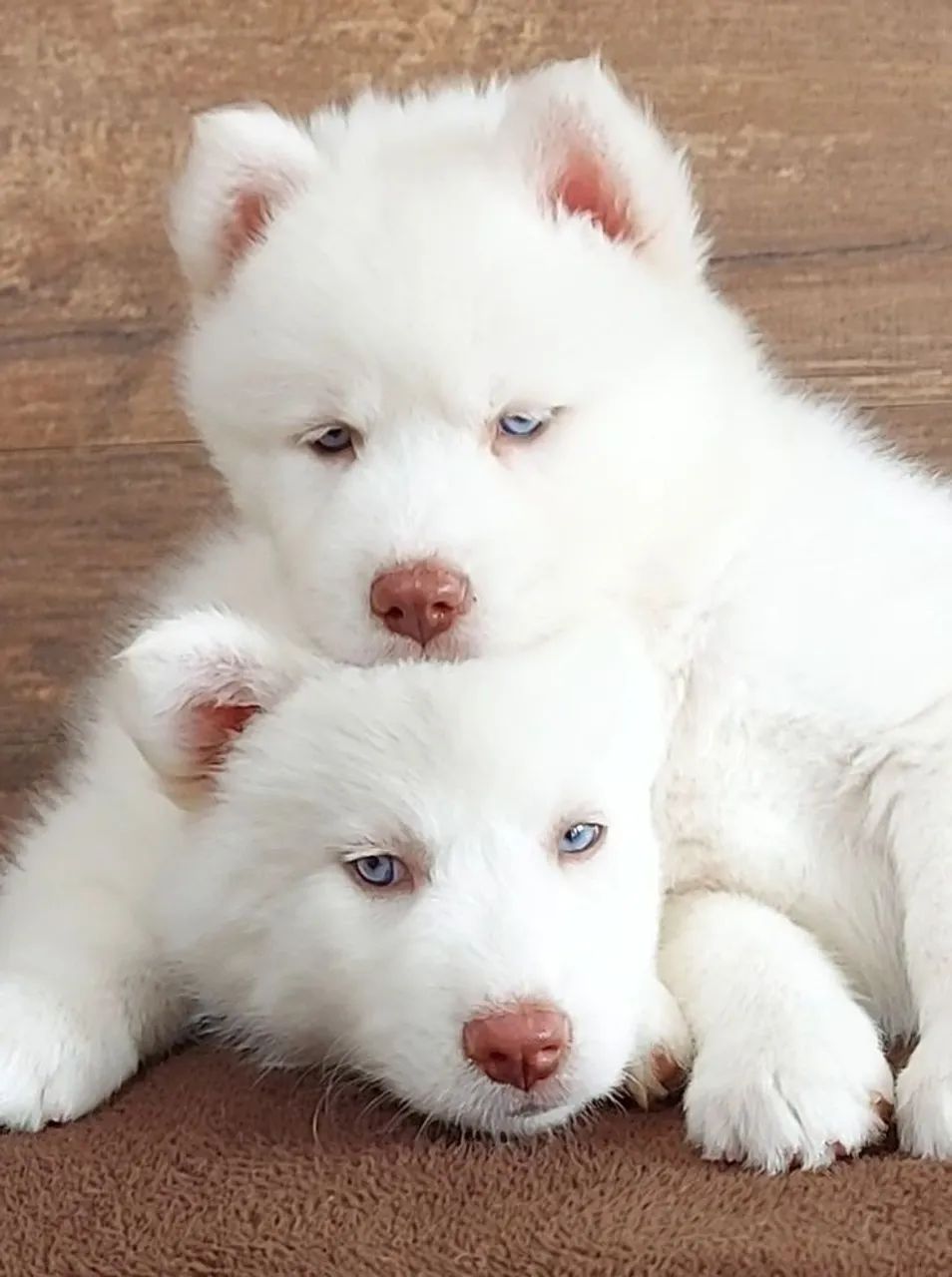 Husky siberiano na cor branca 