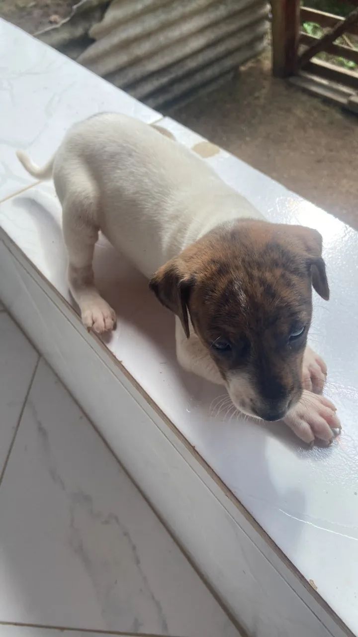 Cachorro - doação  - Foto 2