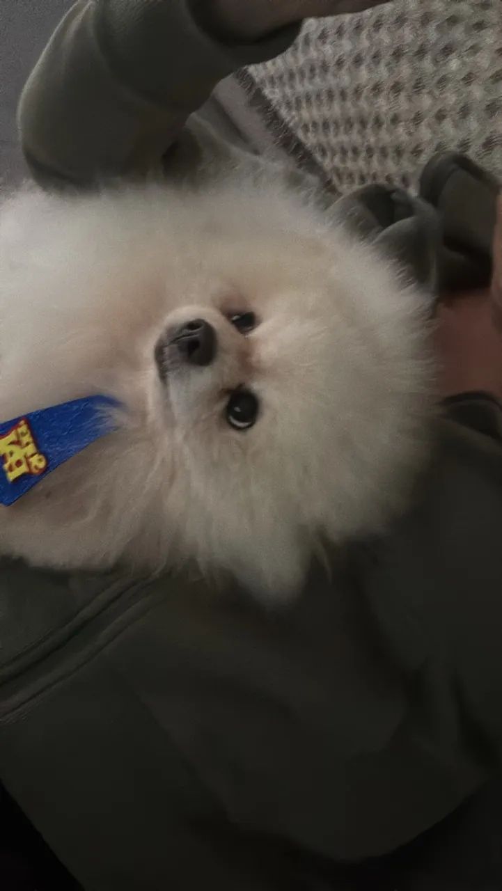 Doa-se Spitz Alemão macho