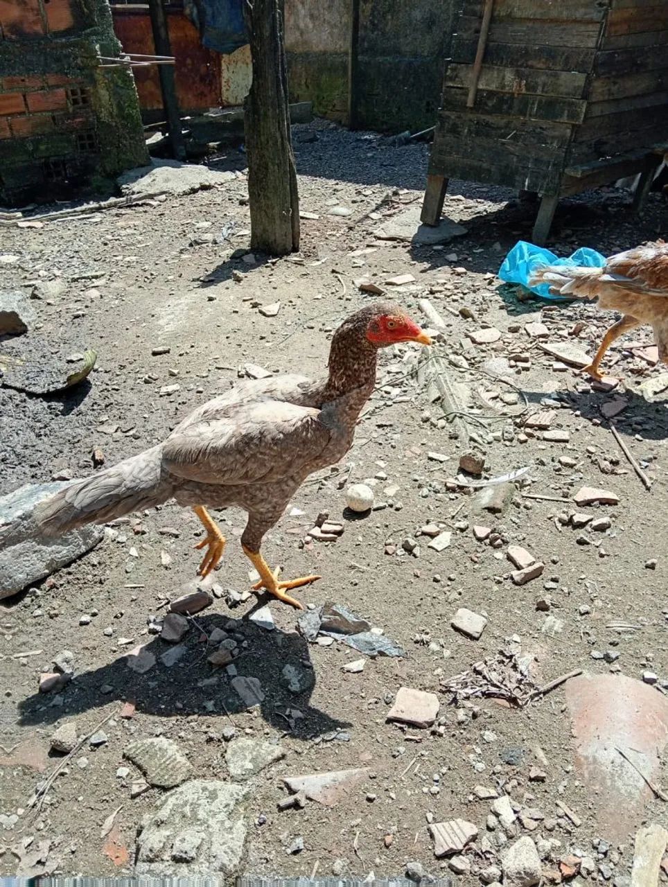 Galos e galinhas
