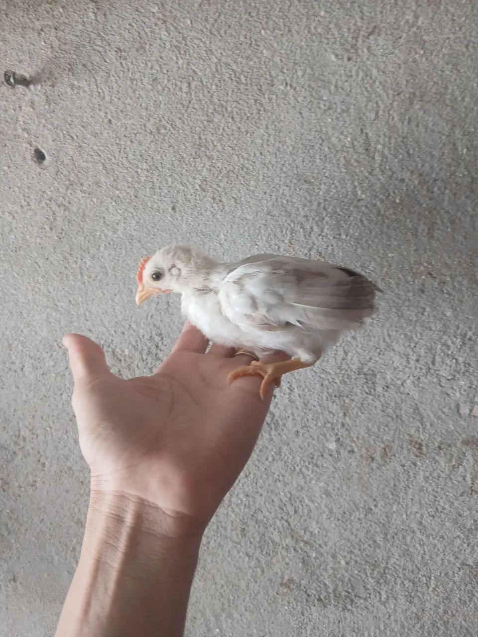 Pintinhos  - Foto 2