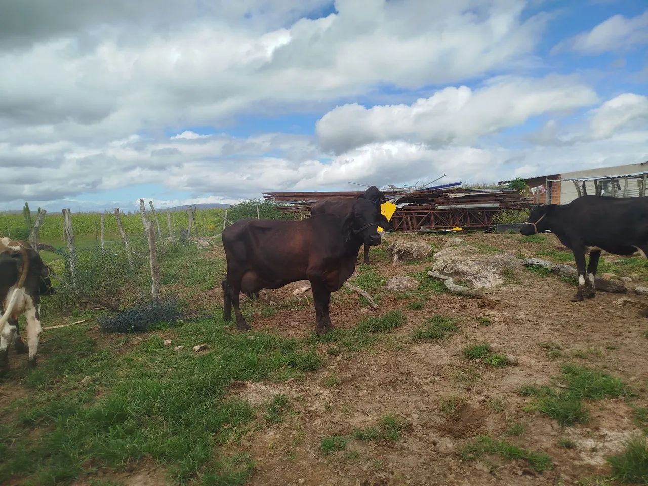 Vacas de leite  - Foto 3
