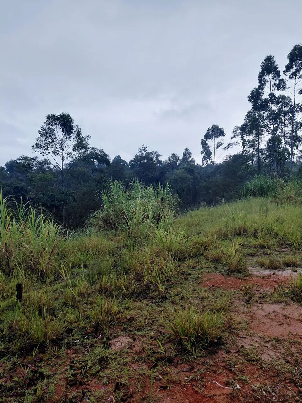 Foto - Guarulhos - Jardim Santo Expedito