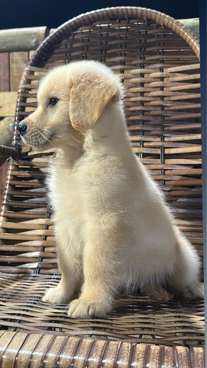 Golden Retriever  - Foto 3