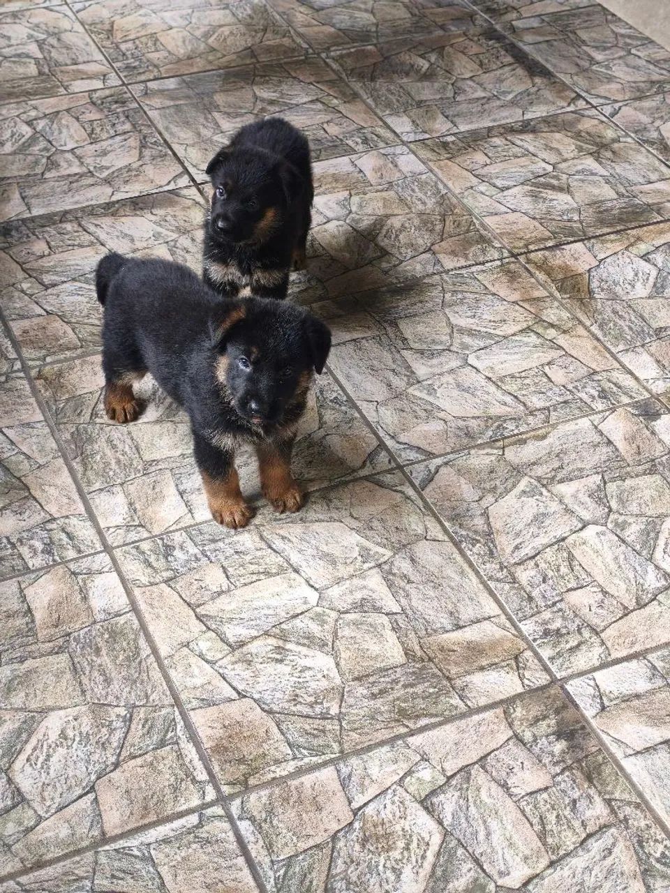 Filho De Pastor Alemão  - Foto 3