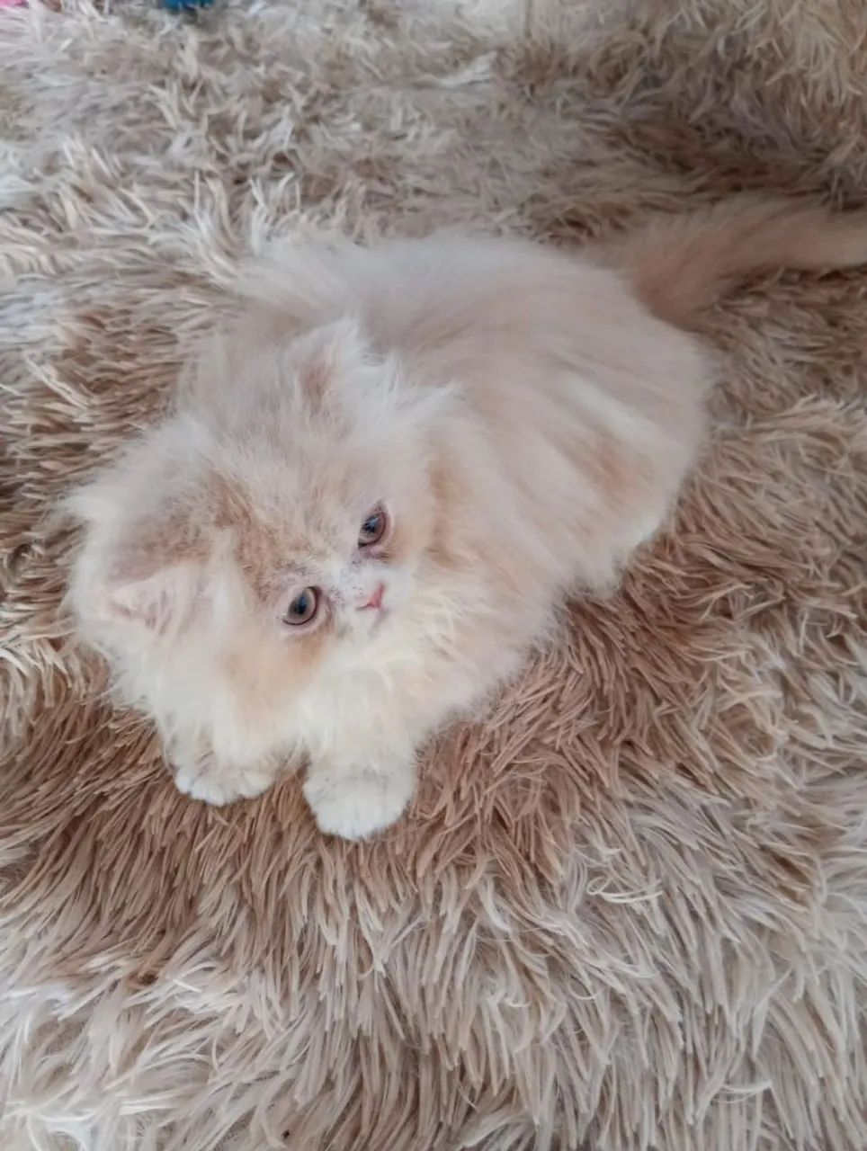 Gatinho persa machinho  - Foto 5