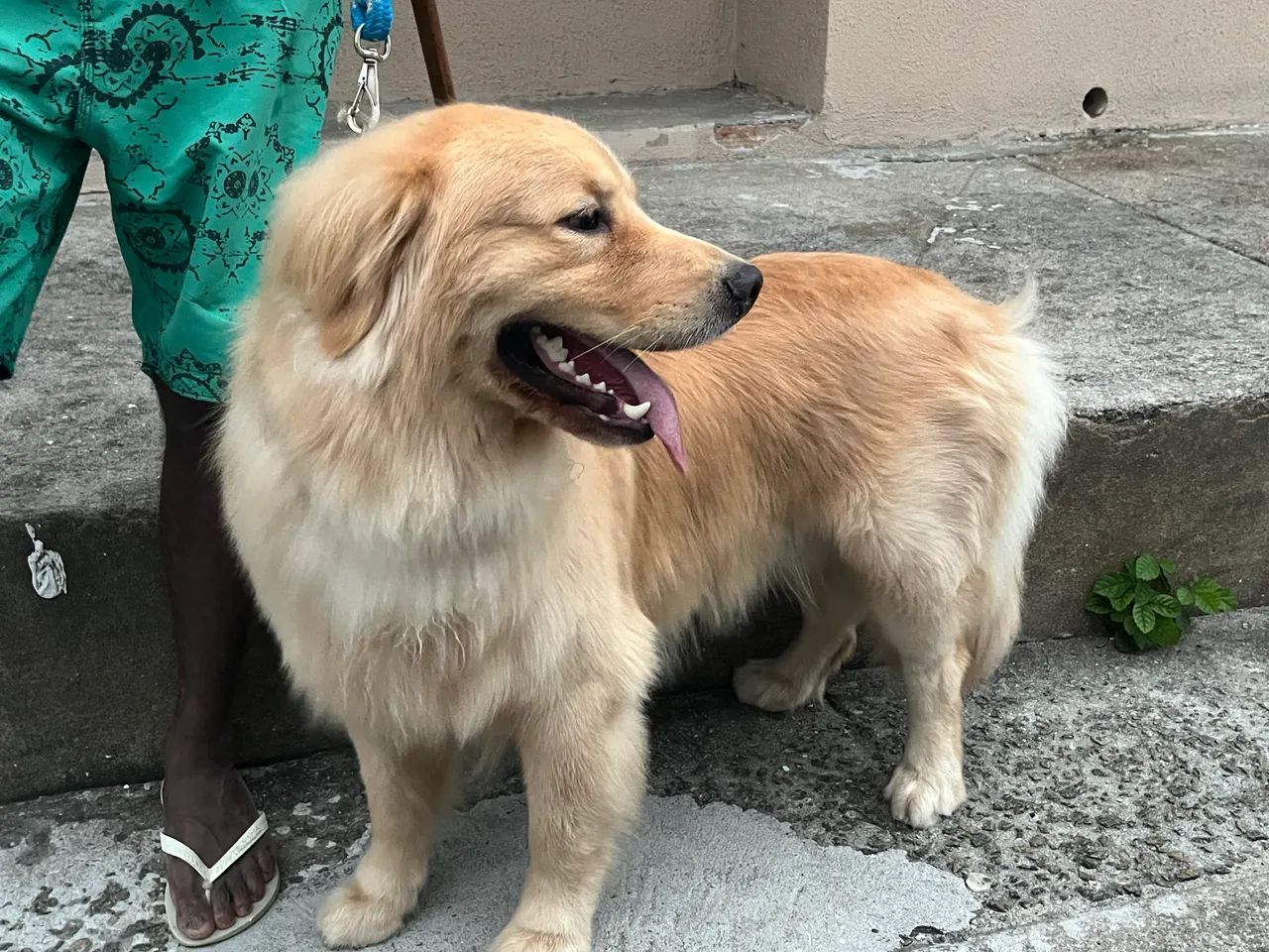 Golden Retriever  - Foto 2
