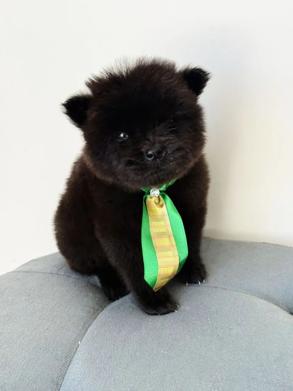 Chow Chow  - Foto 2