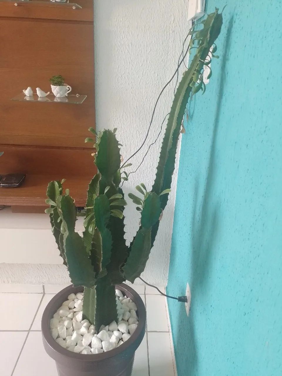 Vaso com plantra - Foto 3