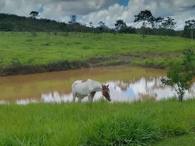 Fazenda na Vicinal 1 do Apiaú Mucajaí - Foto 5