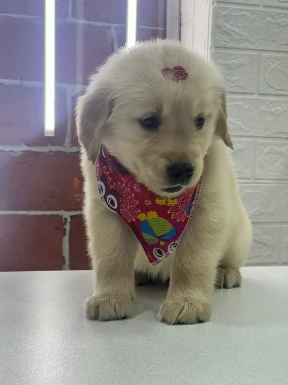 Filhote de Golden Retriever