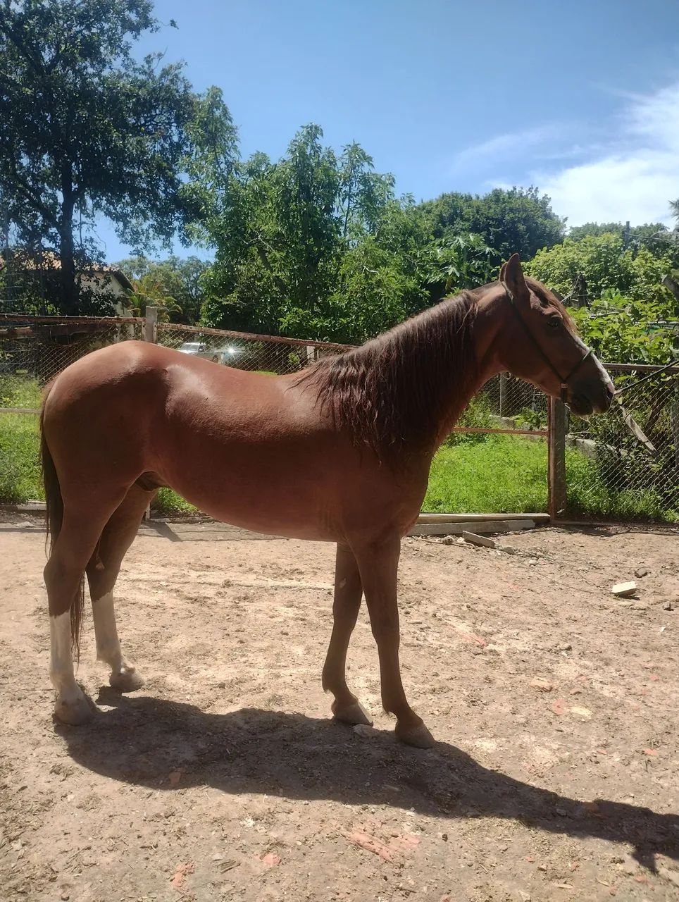 Vendo cavalo de marcha picada  - Foto 3
