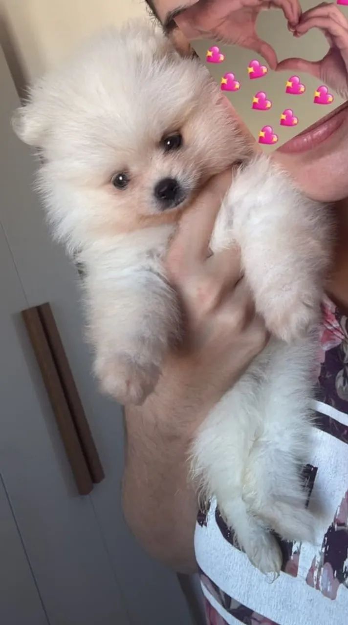 Spitz alemão Fêmea 