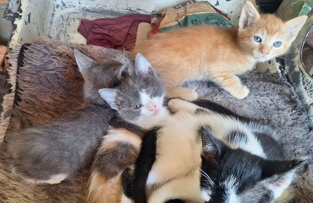 Doação de gatinhos filhotes  - Foto 3