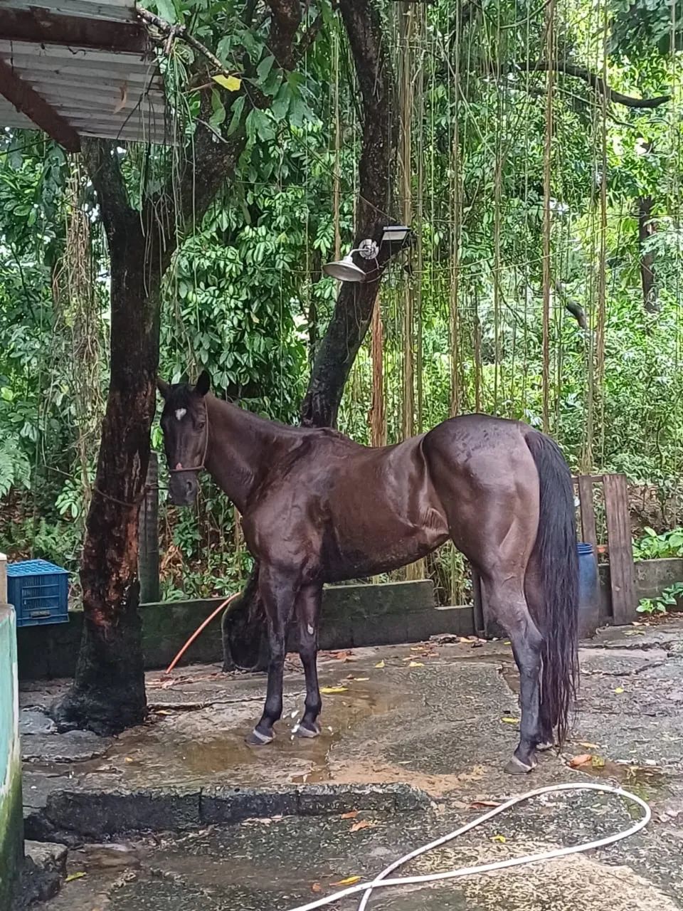 ÉGUA QUARTO DE MILHA