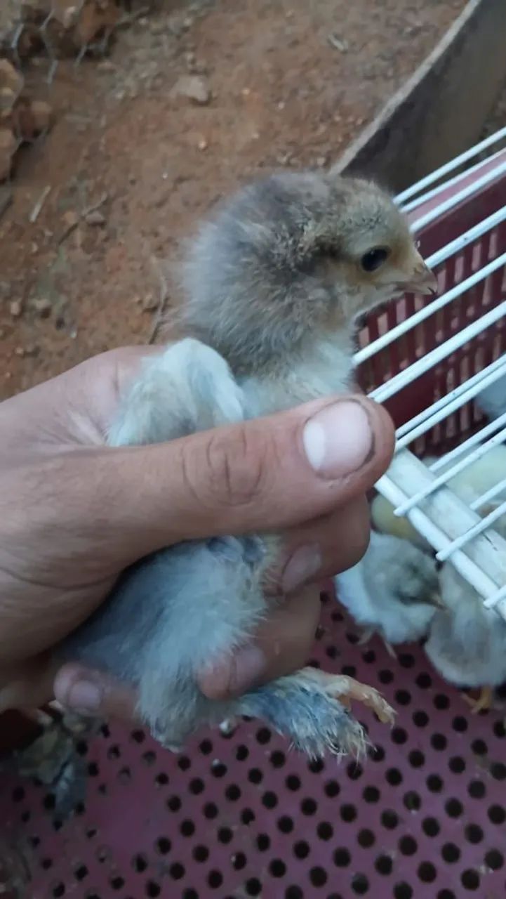 Pintinho brahma - Foto 3