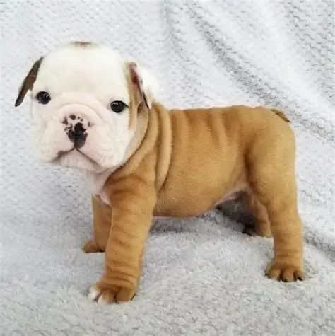 Bulldogue Ingles 