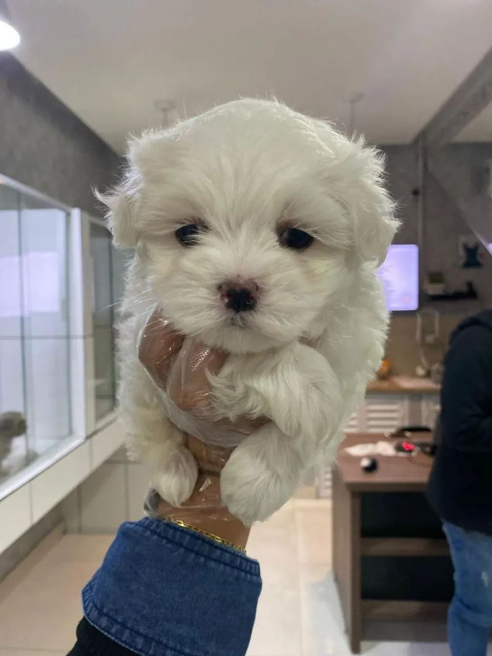 Filhote de Maltês o pequeno companheiro que espalha amor