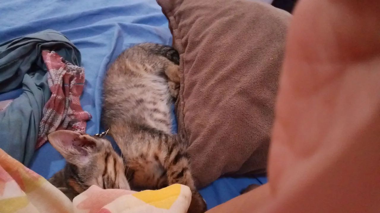 Gatinha filhote pra adoção 
