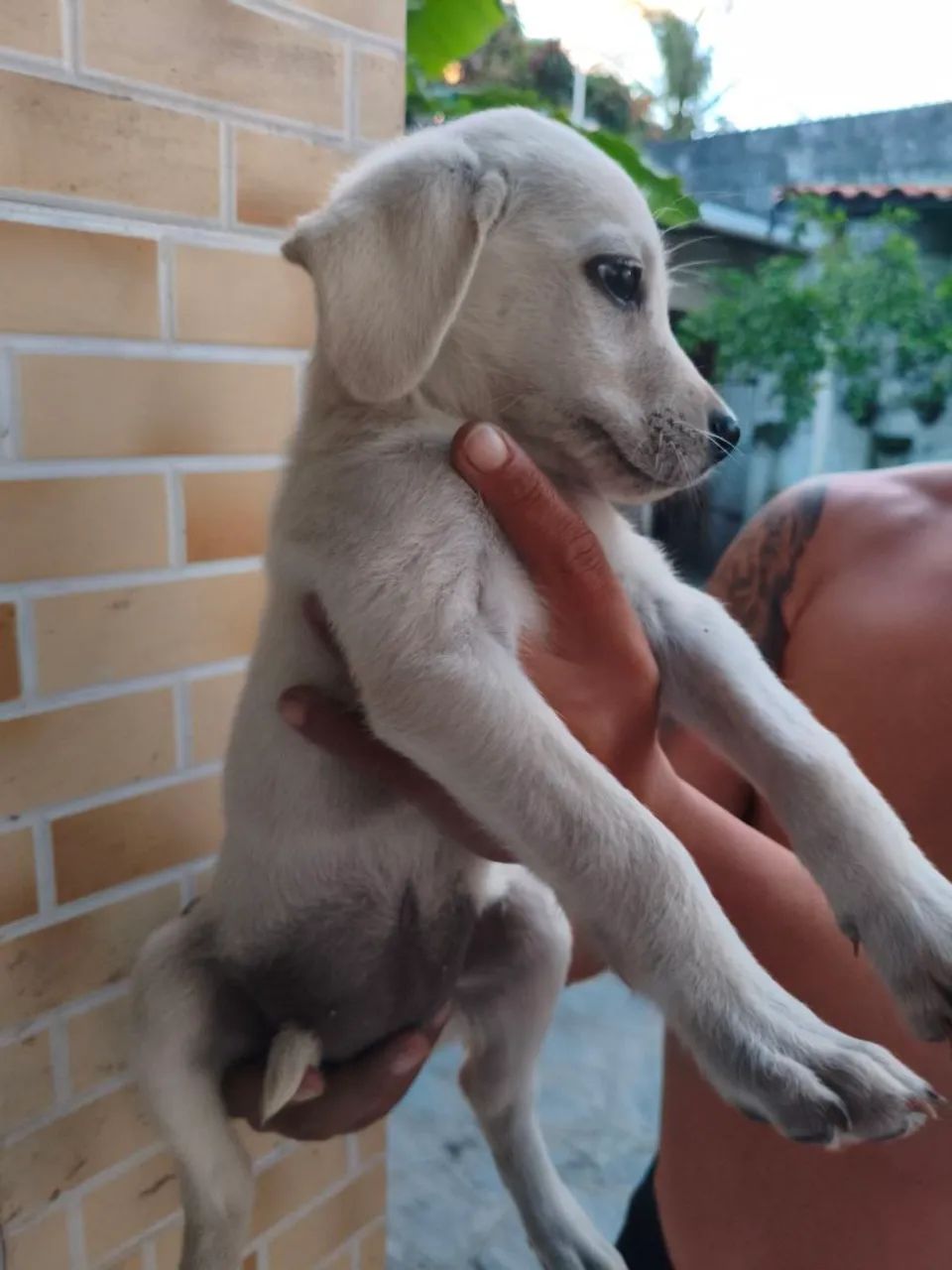 Filhotes de Labrador Retriever  - Foto 3