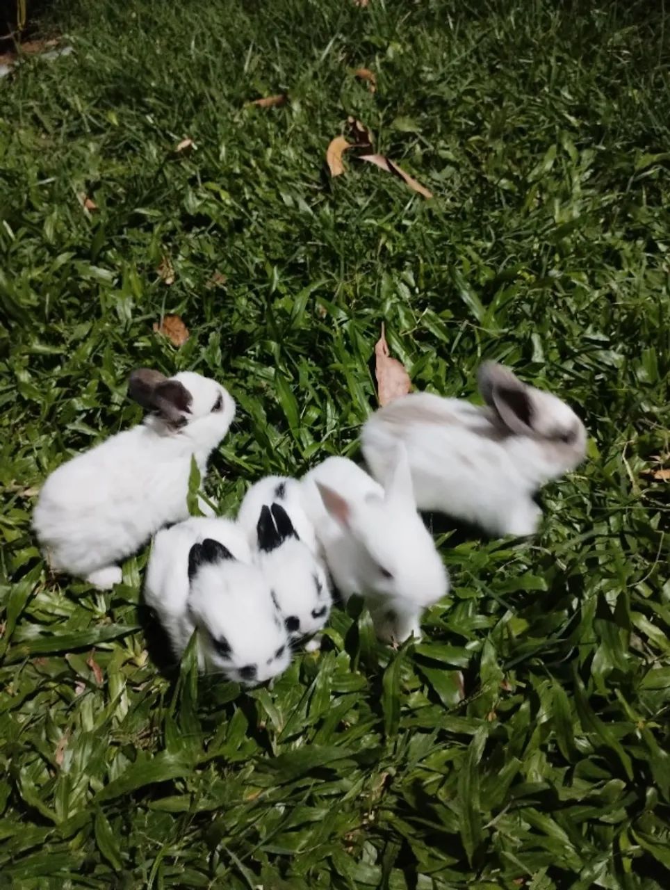 Coelhos65048997919233123