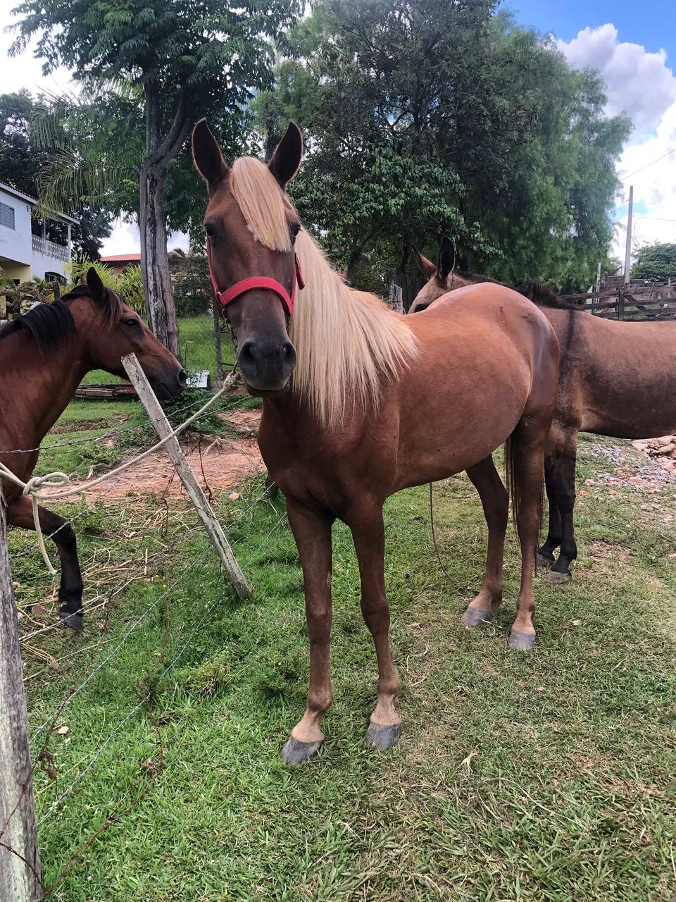 Cavalos  - Foto 2