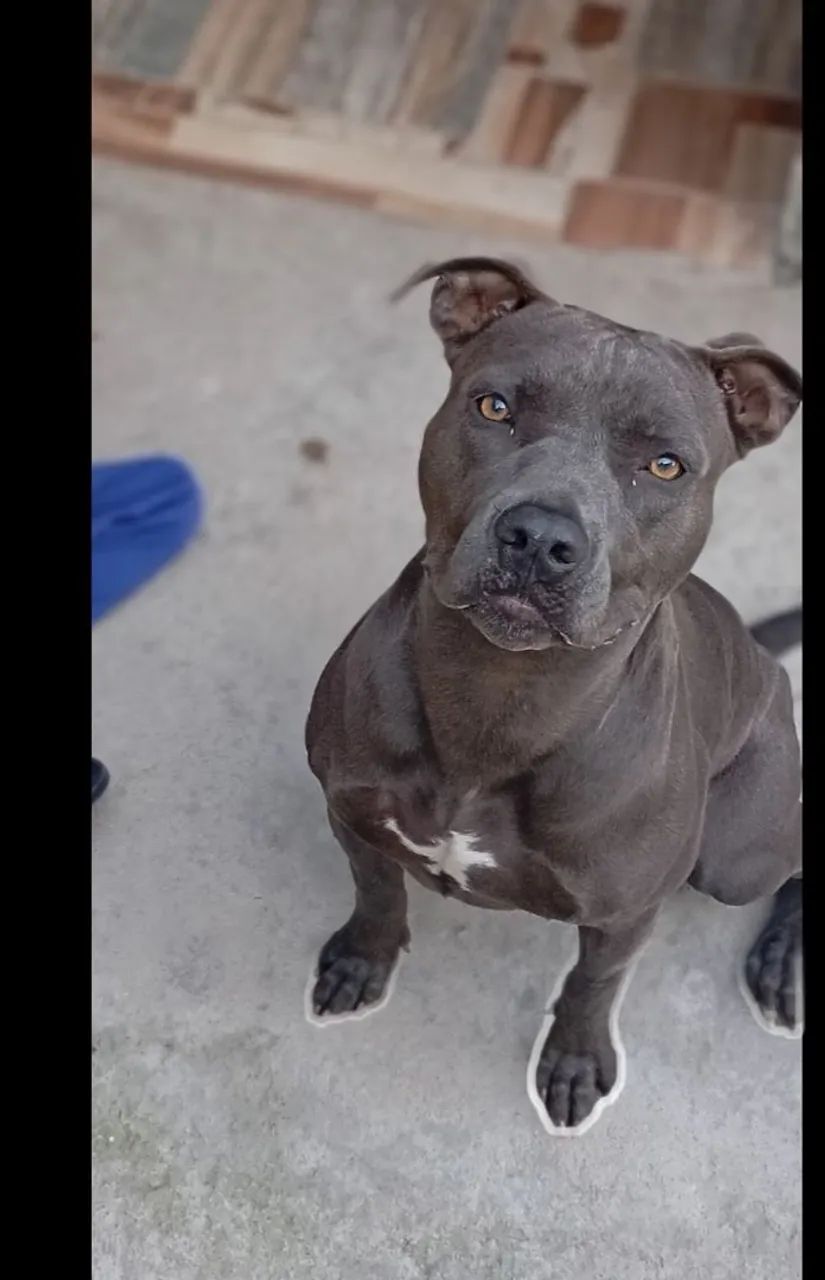 Pit Bull fêmea doa se 