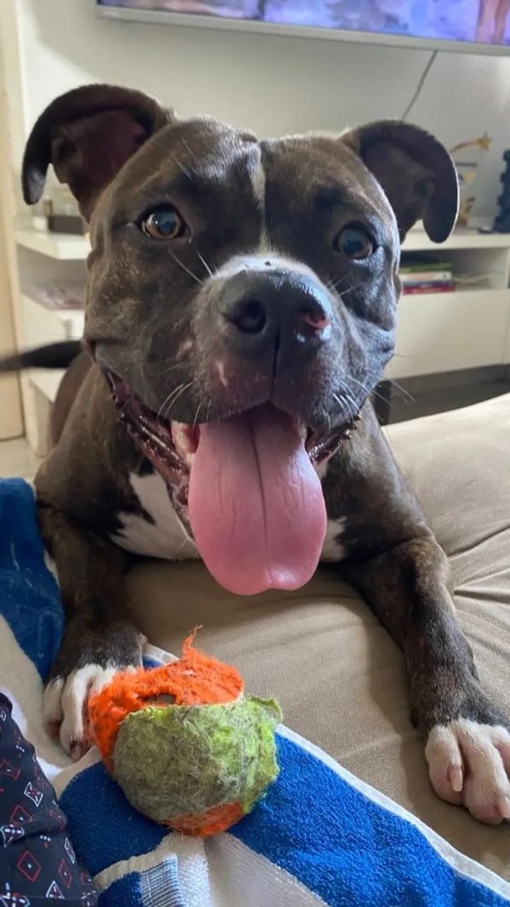 American Bully com Pit Monster 