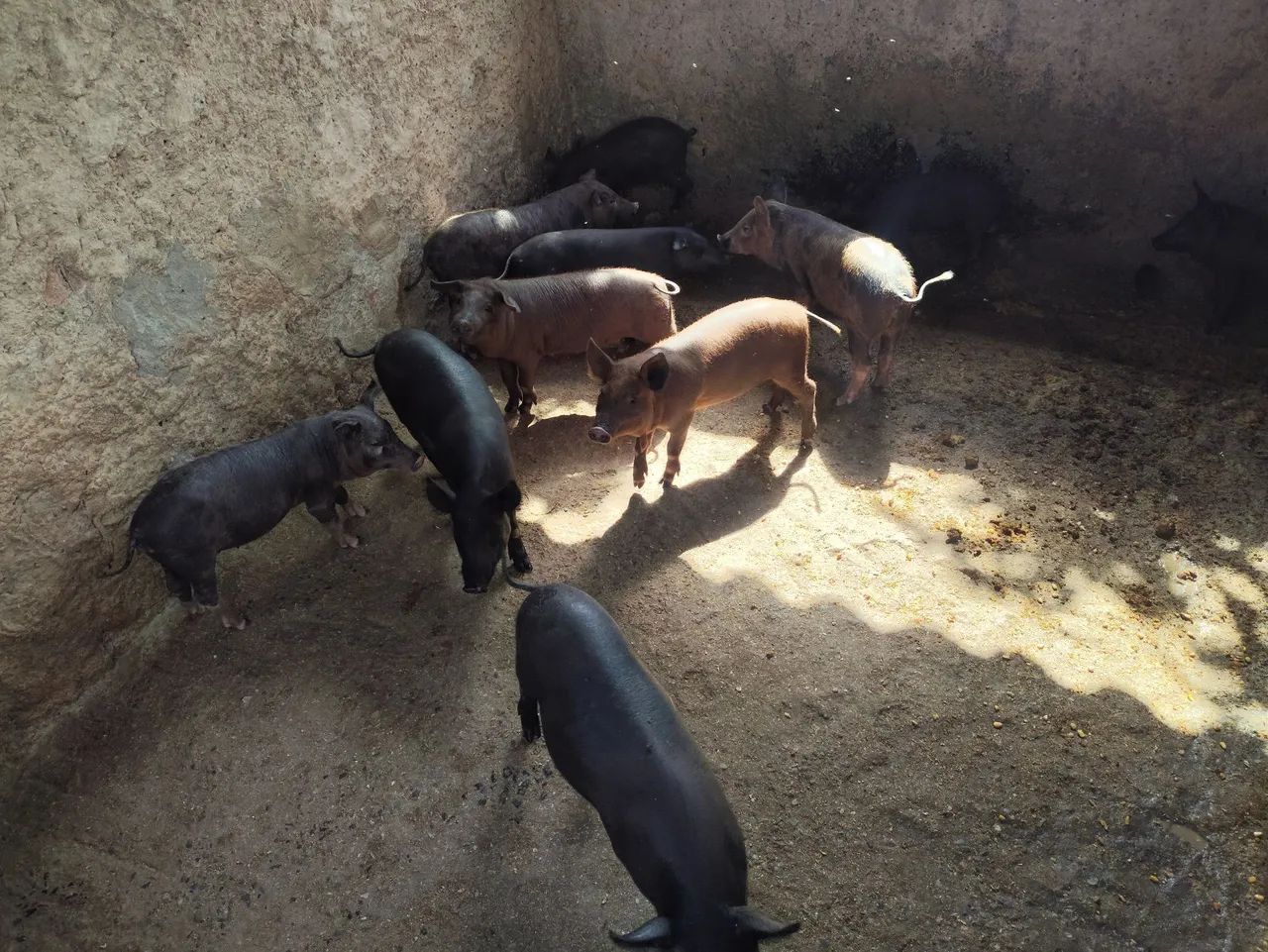 Suínos - Foto 2