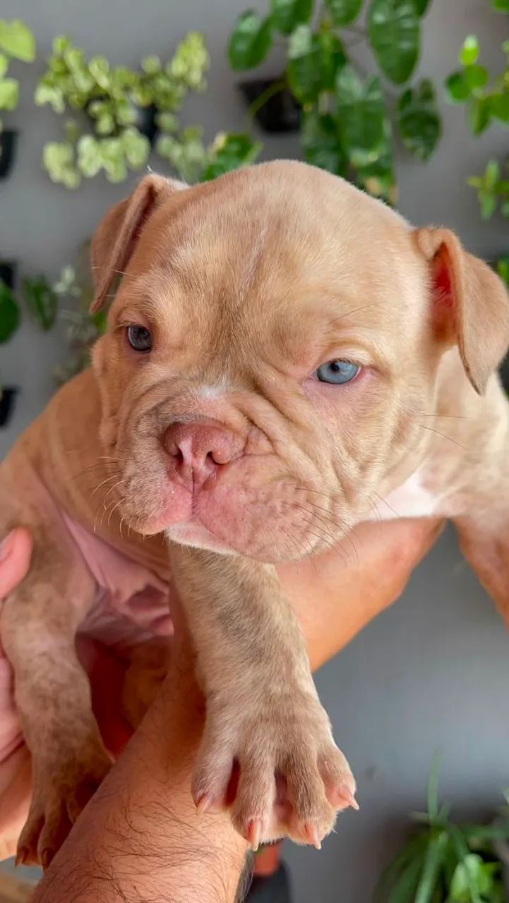 Filhotes de American Bully - Foto 3