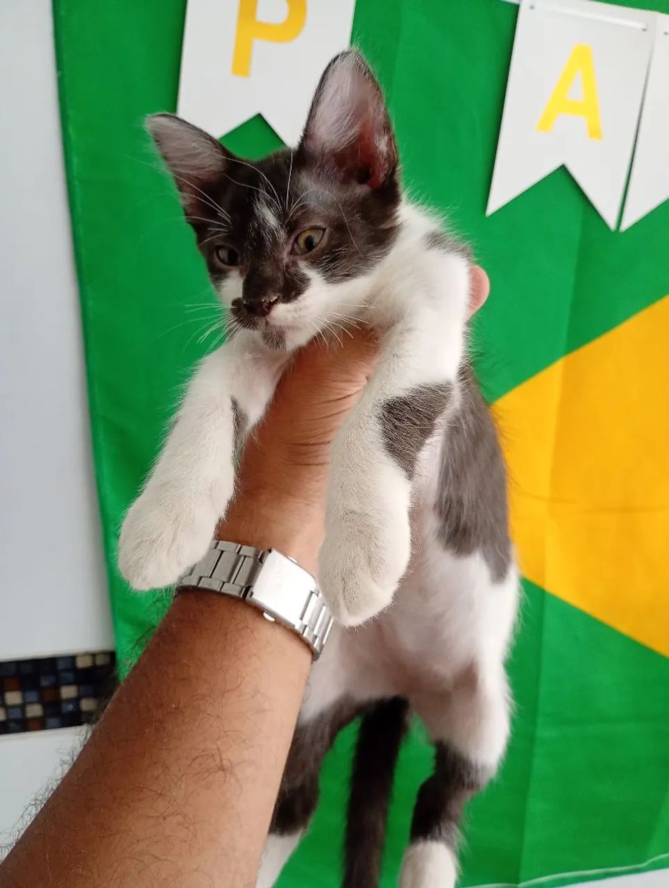 Filhotes de Gato  - Foto 5
