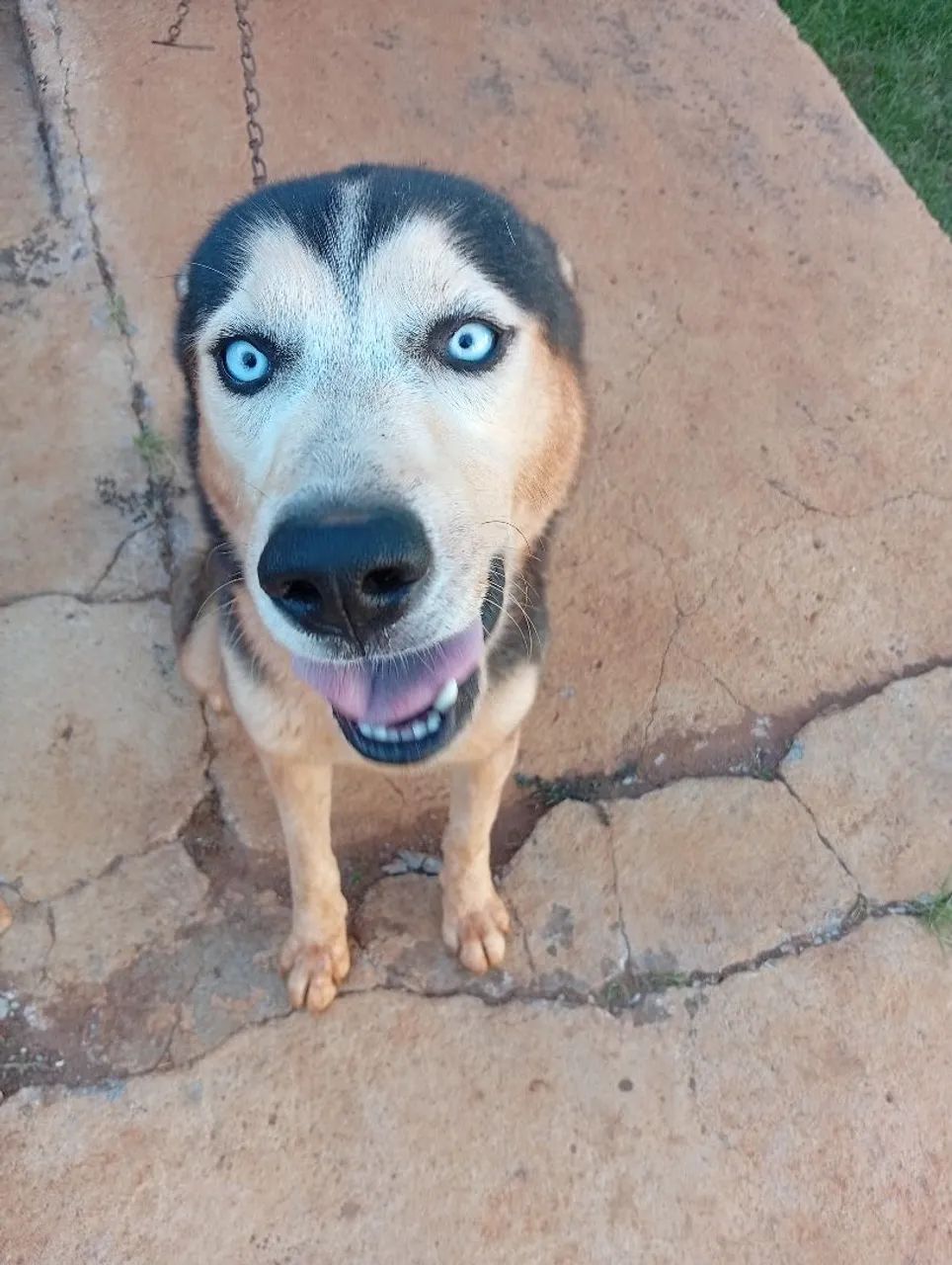 Husky Siberiano - Foto 3
