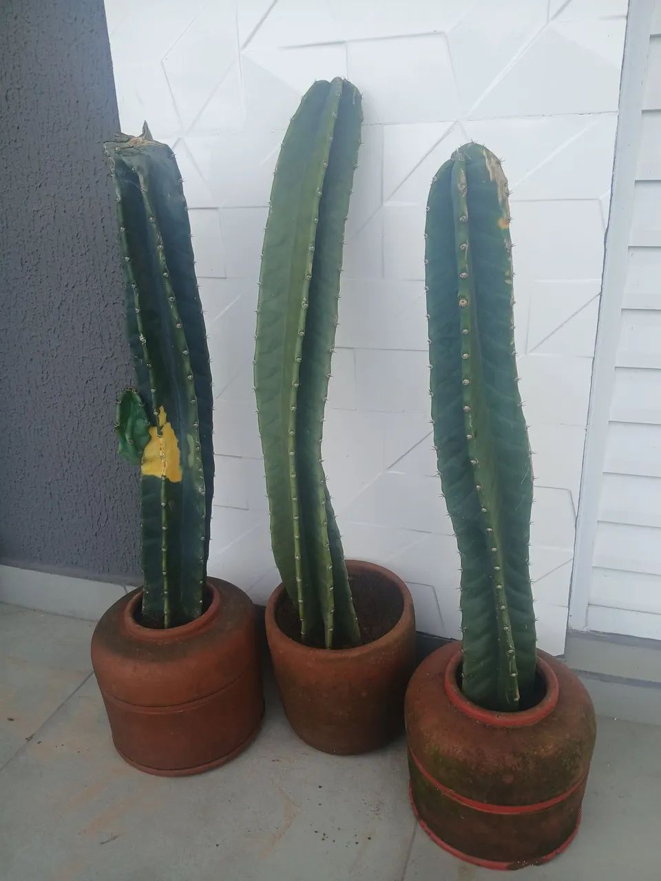 Cactos - Foto 2