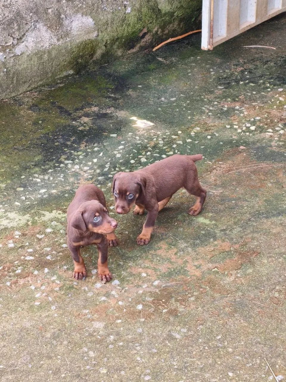 Filhotes de Dobermann  - Foto 4