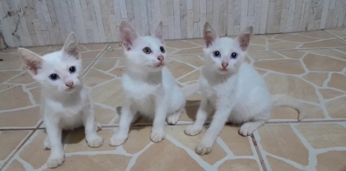 Doação responsável de gatinhos ! - Foto 3