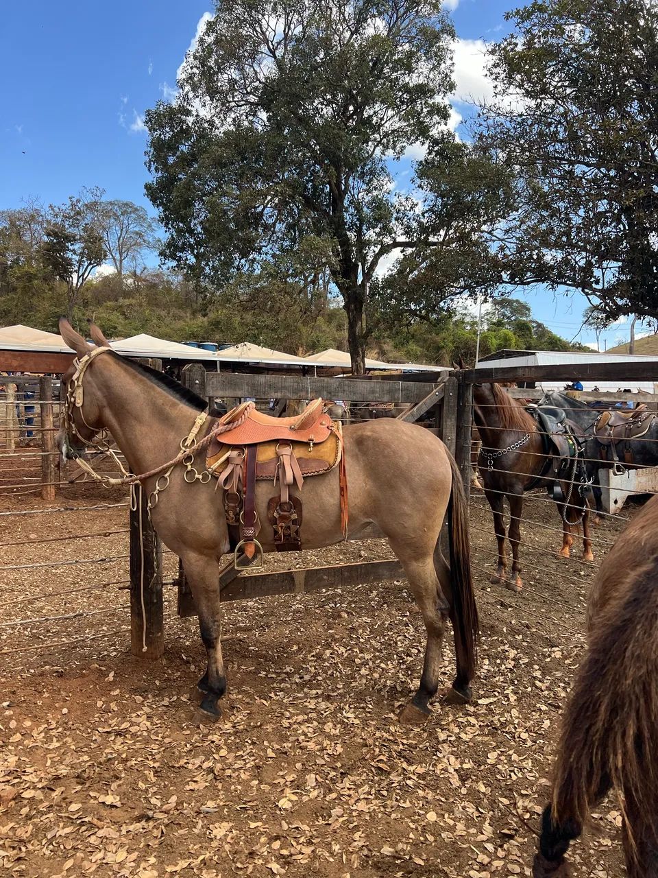 Mula de Patrão  - Foto 6