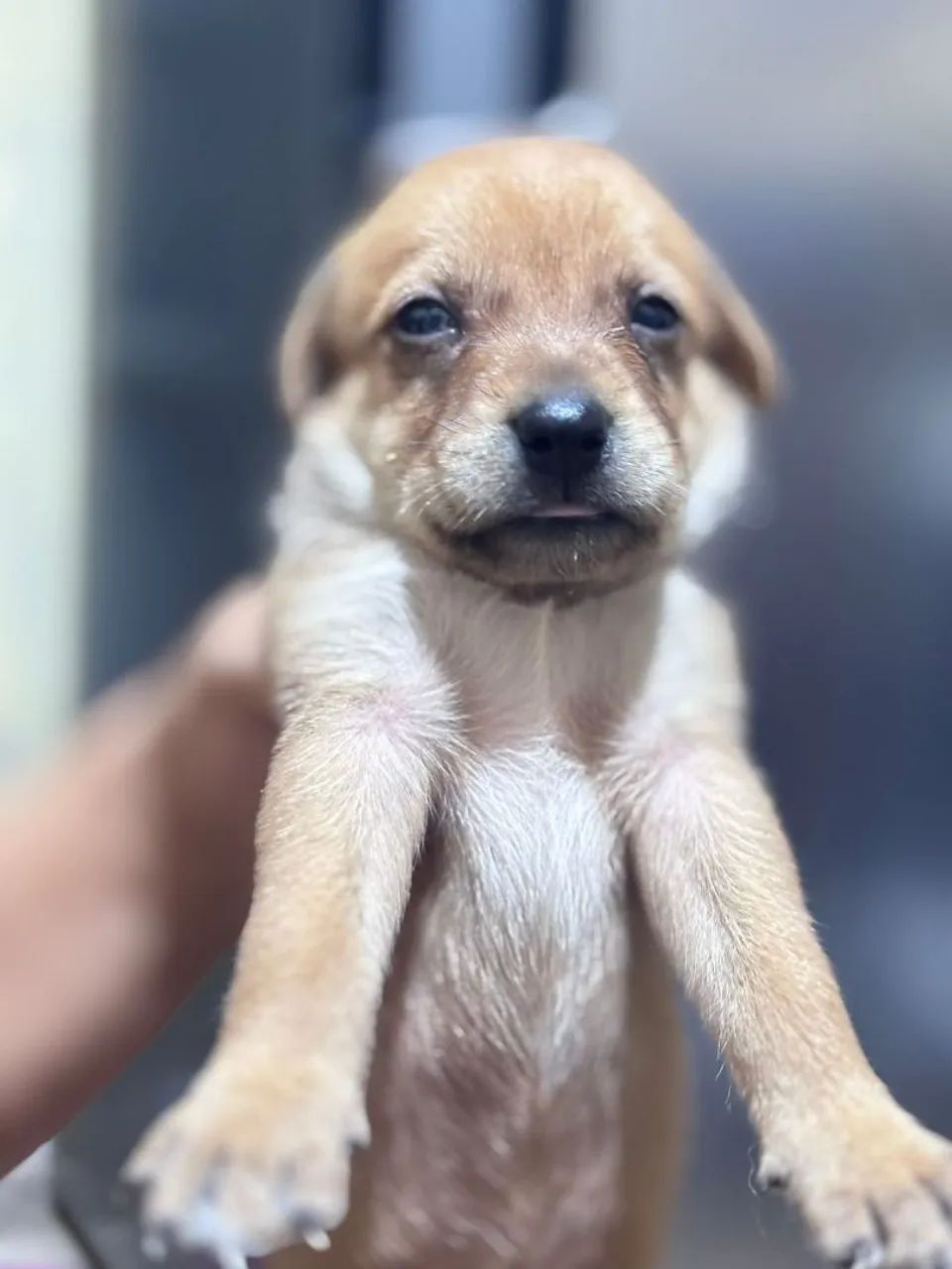 Doação de cachorros - Foto 2