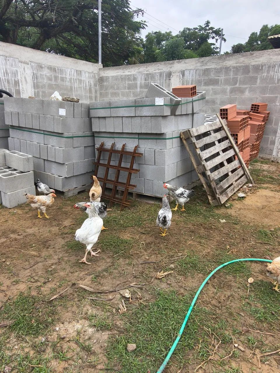 Frango galinha galo GSC  nascido de ovo azul 5 meses - Foto 2