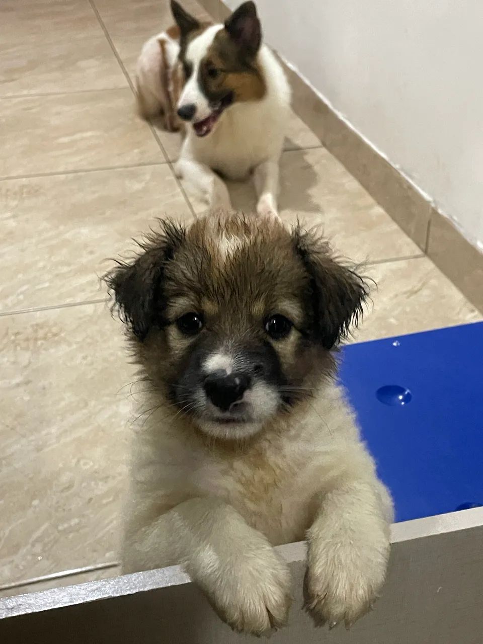 Border collie 