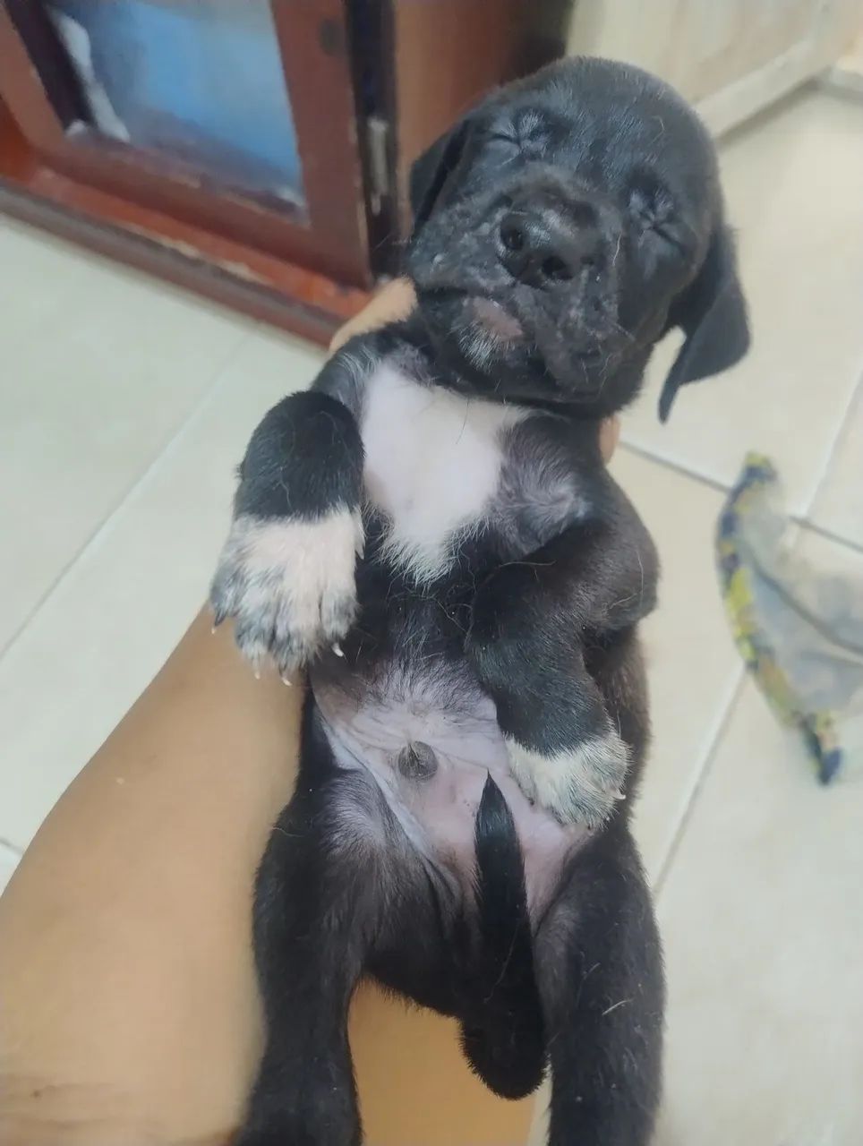 Cachorro  - Foto 3